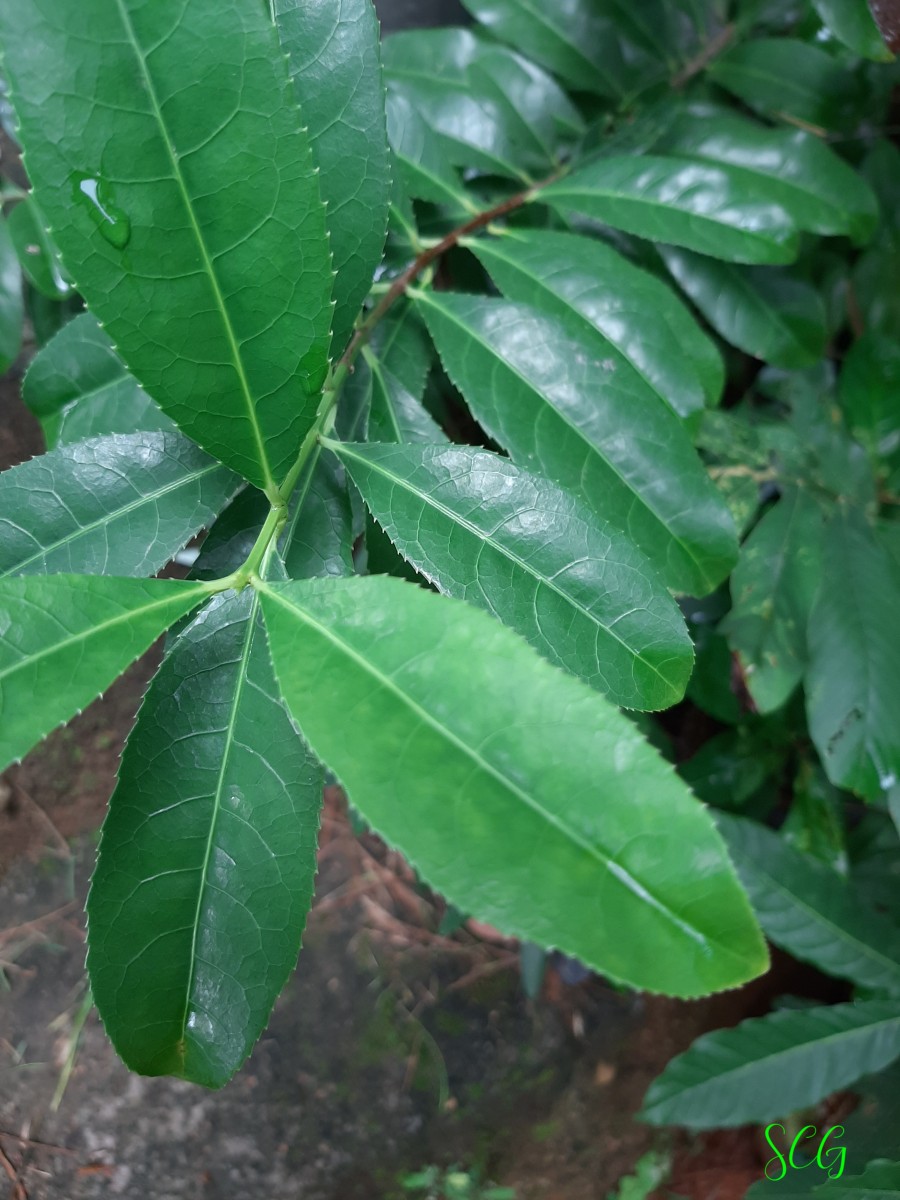 Elaeodendron glaucum (Rottb.) Pers.